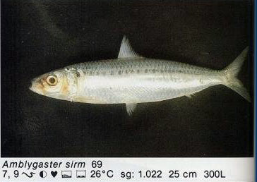 Amblygaster sirm